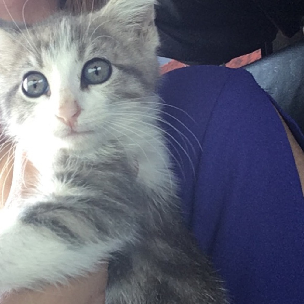 Meet your Posher, Xochitl